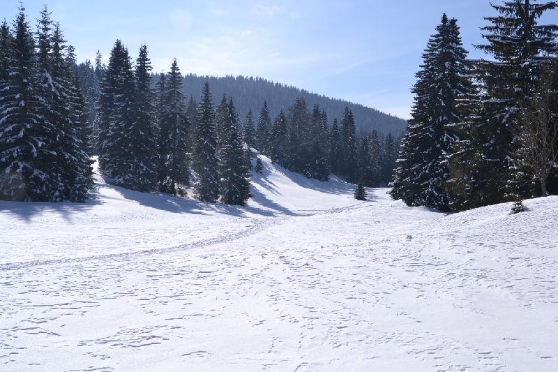 DSC_0850.JPG