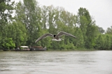 Univer Loire  (283)