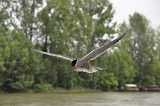 Univer Loire  (284)