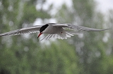 Univer Loire  (294)